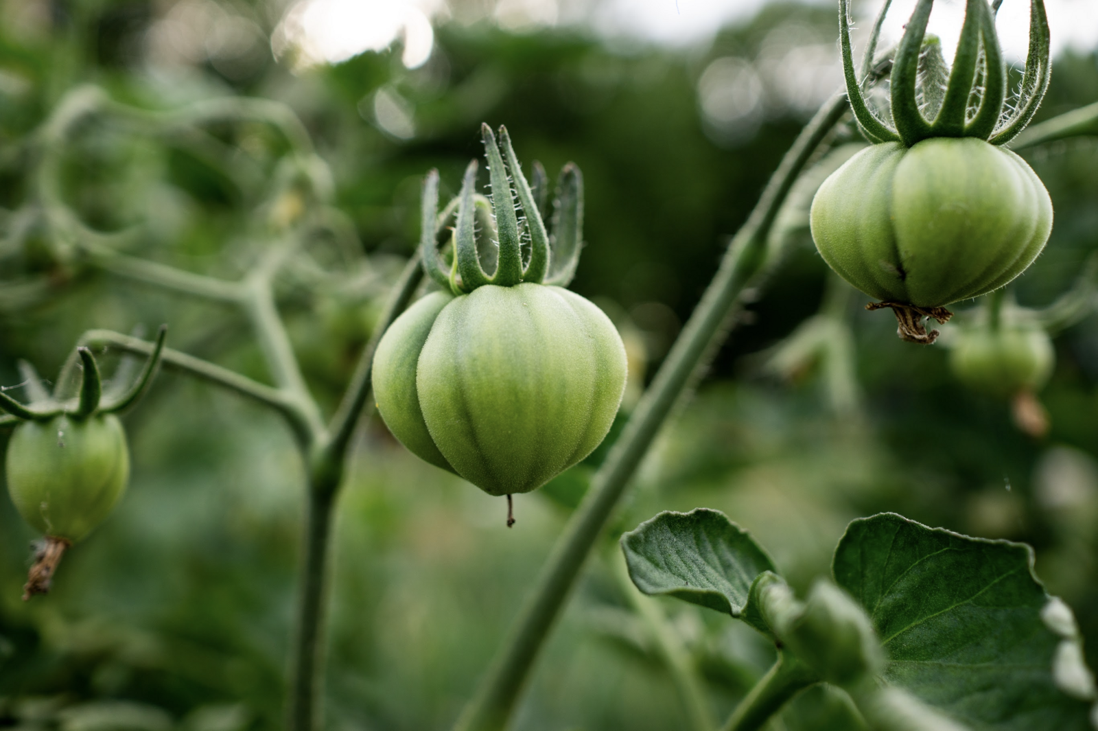 Grüne, unreife Tomate an der Pflanze