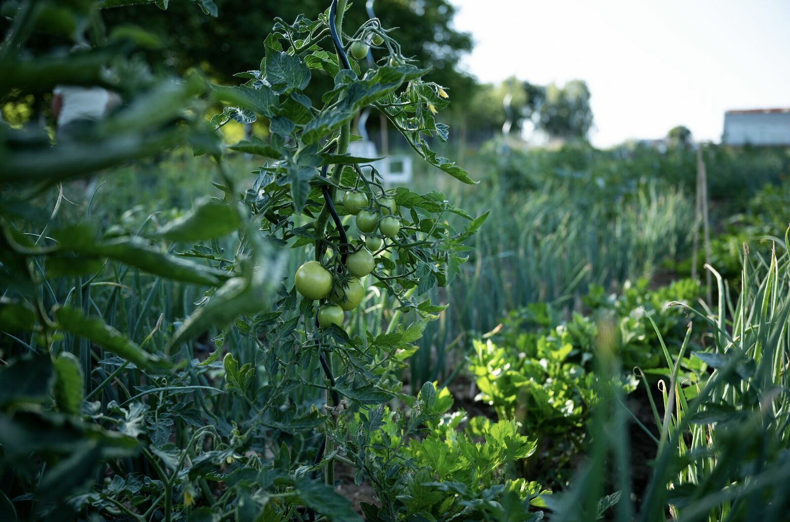 Companion Plants for Tomatoes: Create Your Mixed Bed Plan