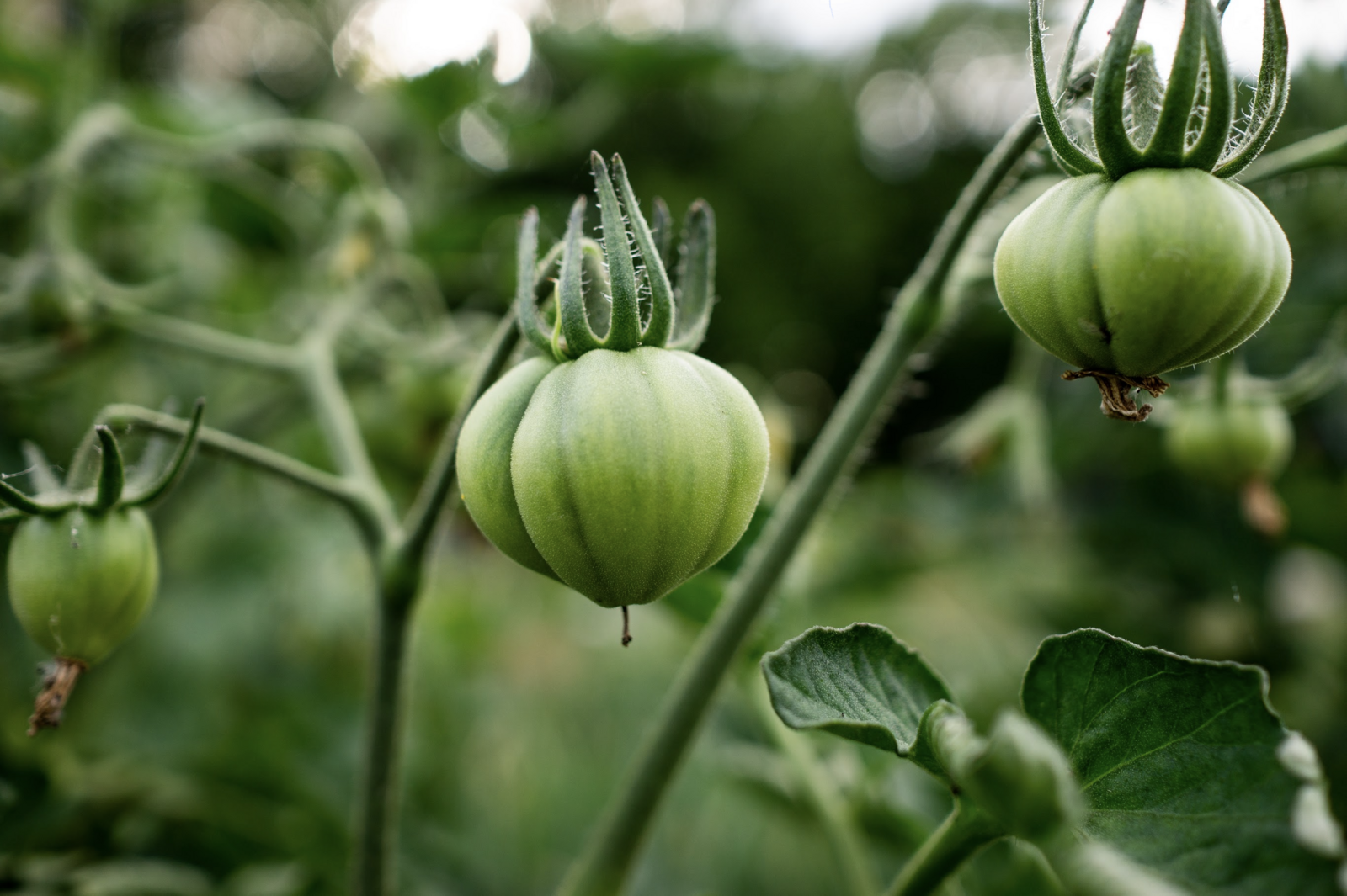 Green, unripe tomato on the plant