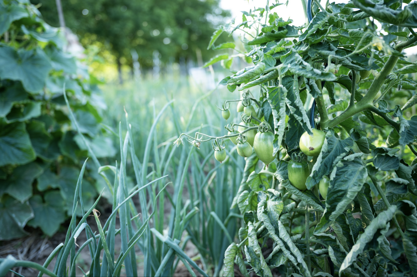 Mischkultur mit Lauch und Tomate