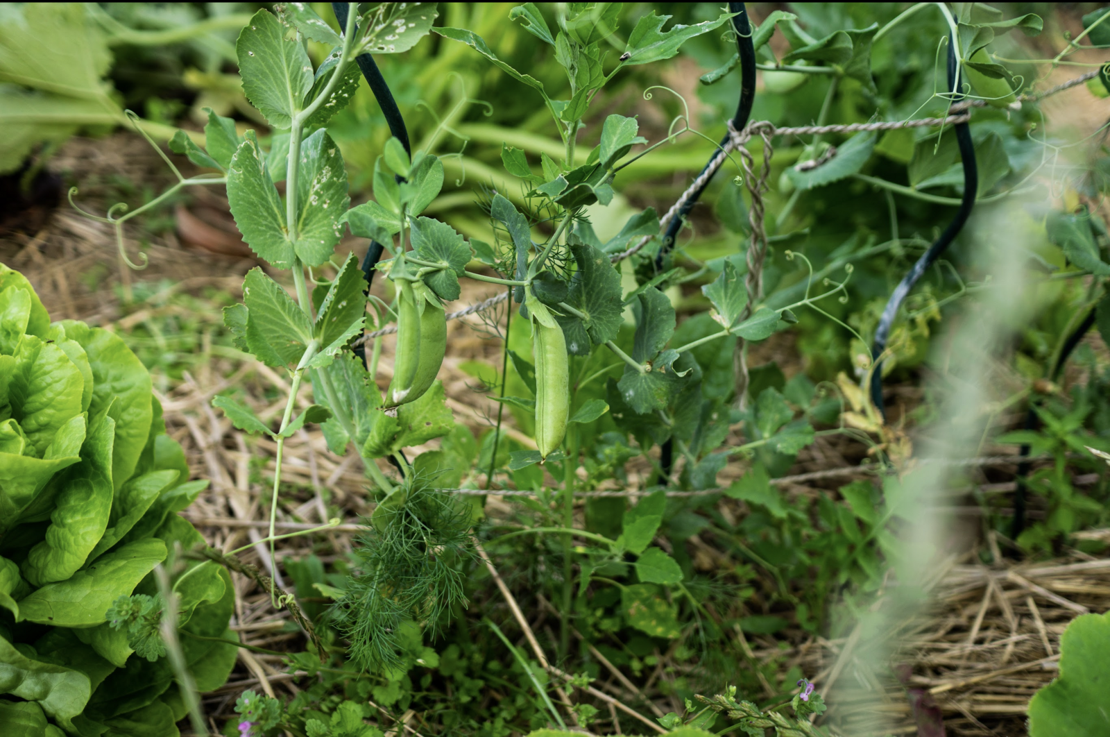 Peas in the vegetable patch