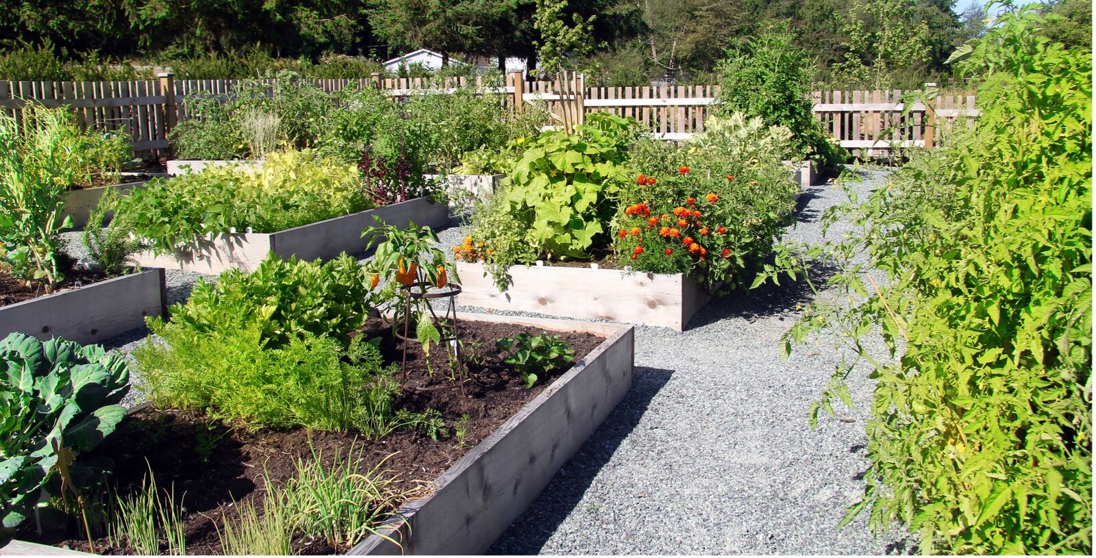 Chilli and peppers in mixed cultivation