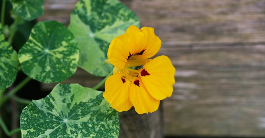 Nasturtiums are good neighbours for peppers and chillies