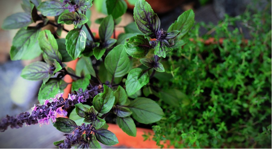 Basil as a good neighbour for peppers and chilli