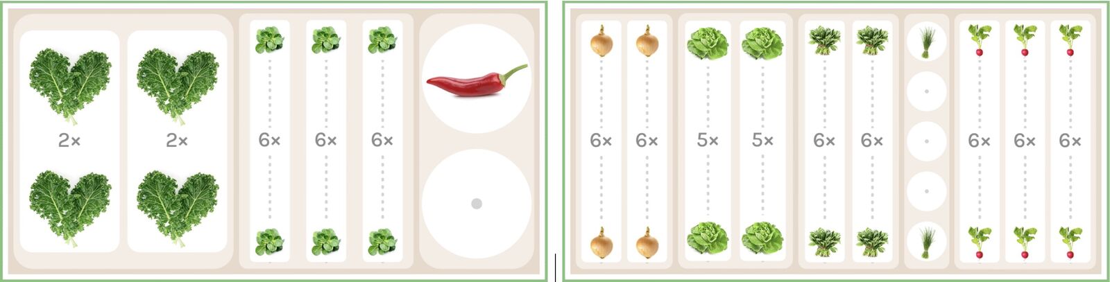 Early and late crops with chilli and peppers in raised beds