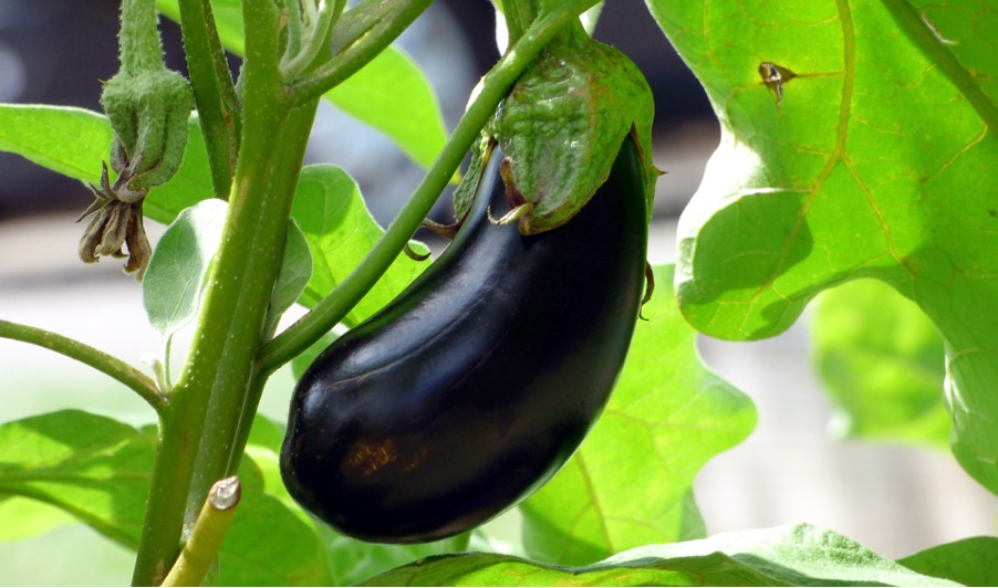 Aubergine as a bad neighbour for peppers