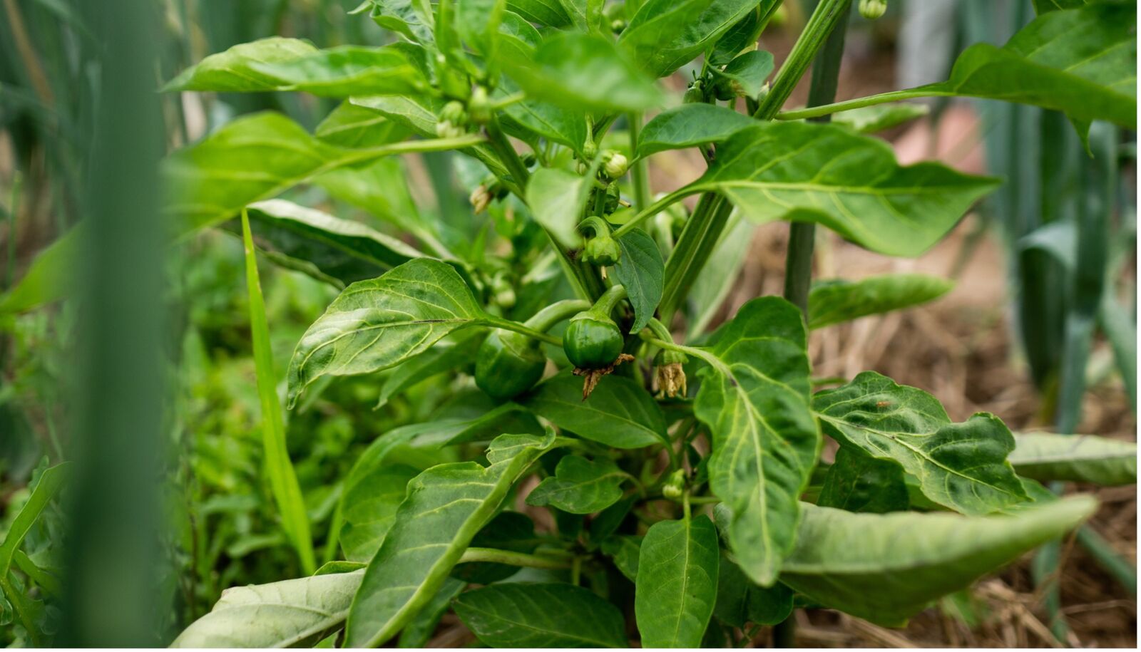 Mixed culture with peppers and chilli