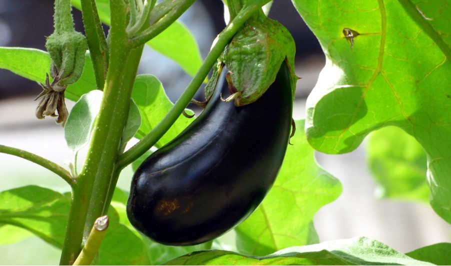 Aubergine als schlechte Nachbarn für Paprika