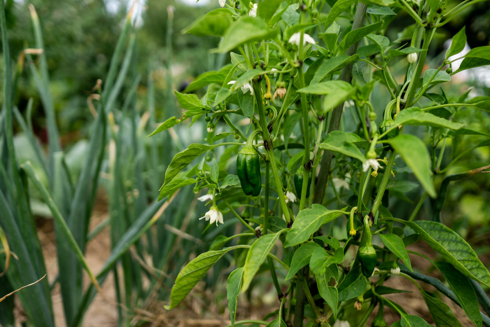 Companion Plants for Chilies & Peppers: What (Not) to Plant With Capsicum?