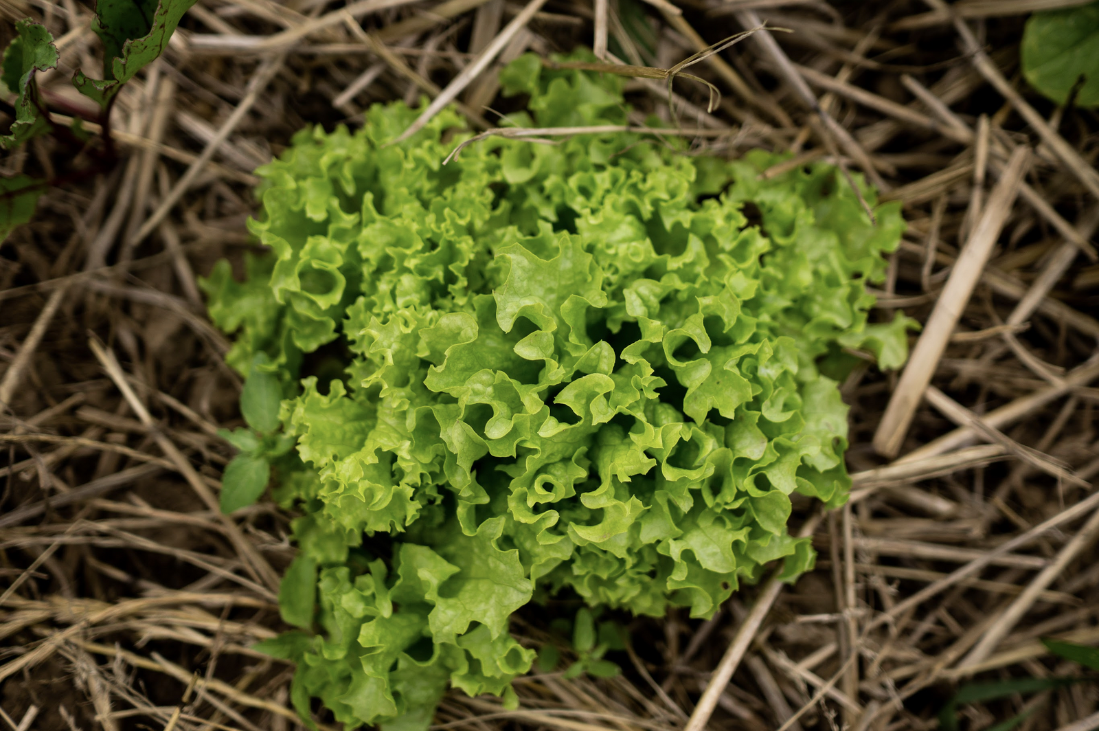 Lettuce in mixed cultivation with beet