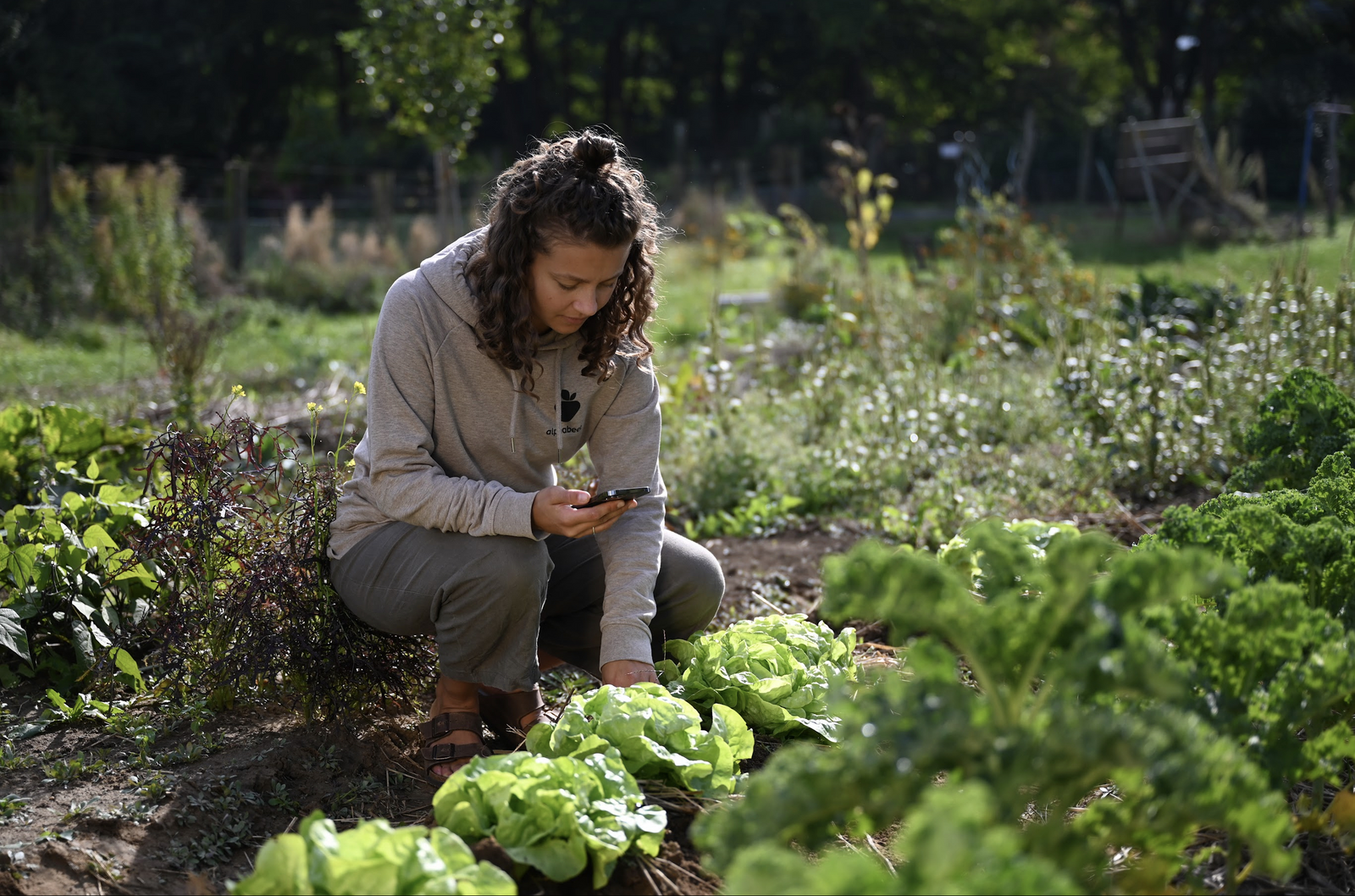 Companion Plants for Lettuce: What to Plant/Not to Plant With Lettuce