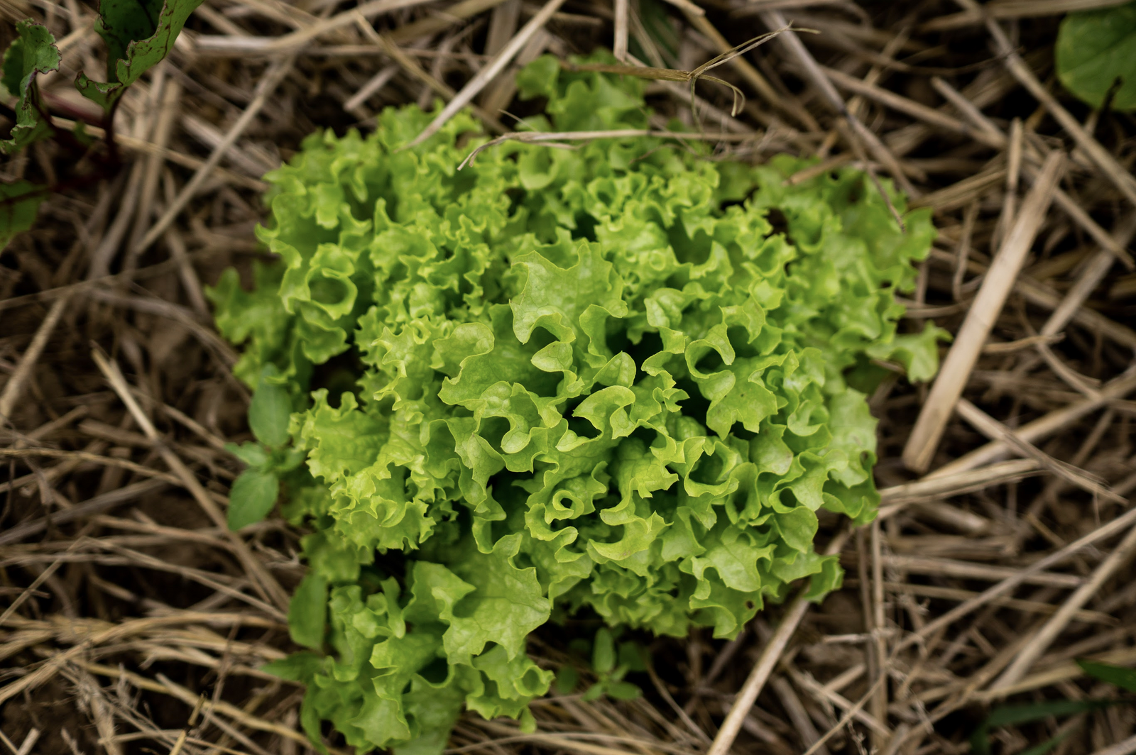 Lettuce in mixed cultivation with beetroot