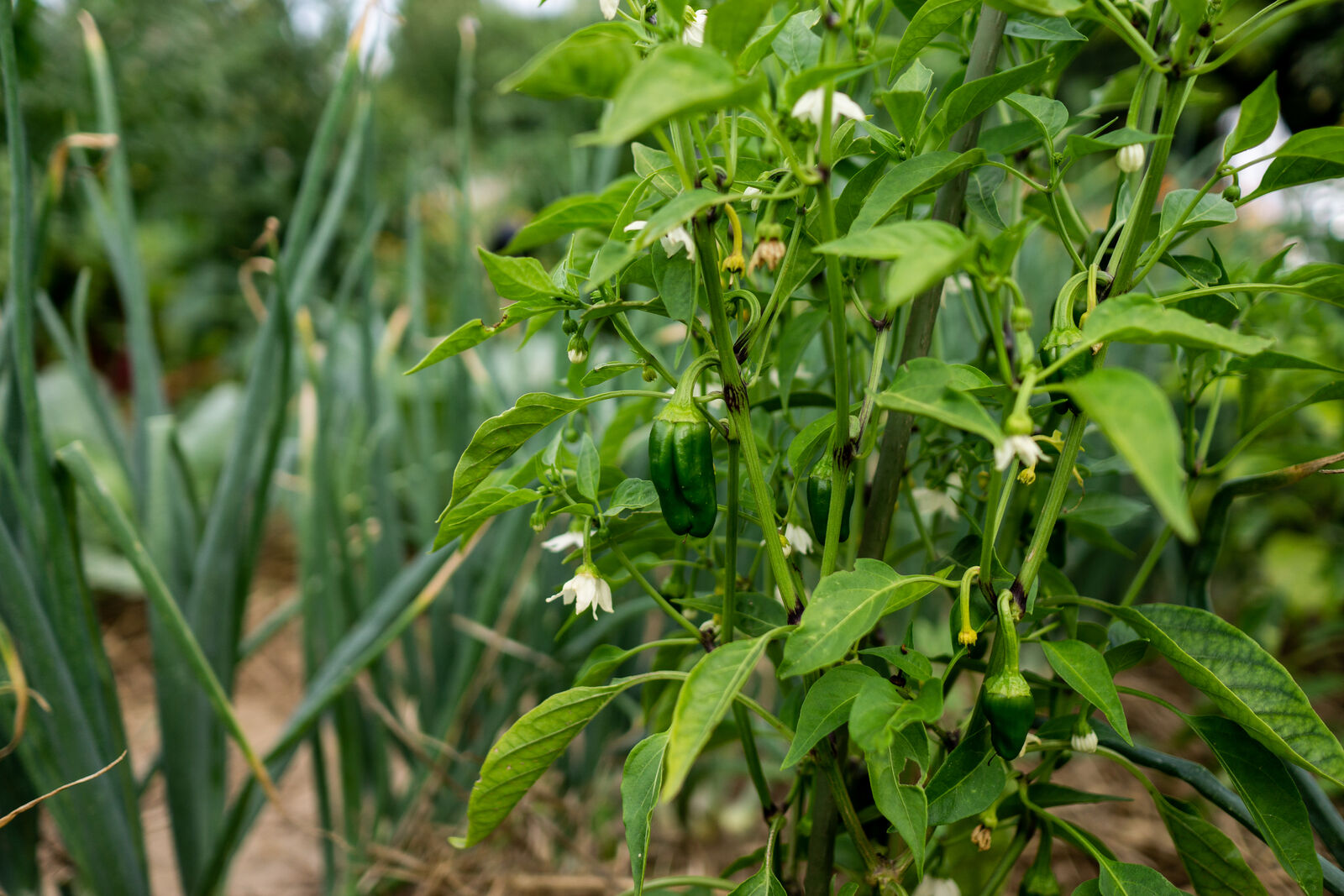 Paprika in der Mischkultur 