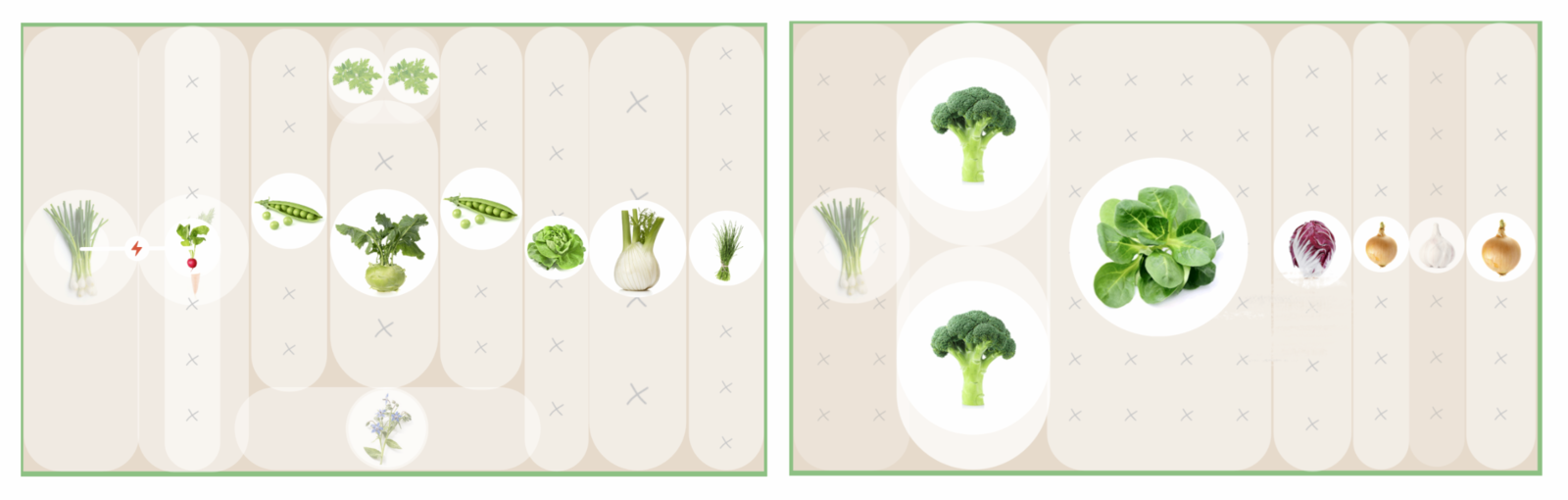 Pre- and post-cultivation in the courgette bed