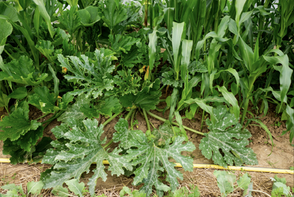 Companion Plants for Courgettes: What (Not) to Plant With Them?