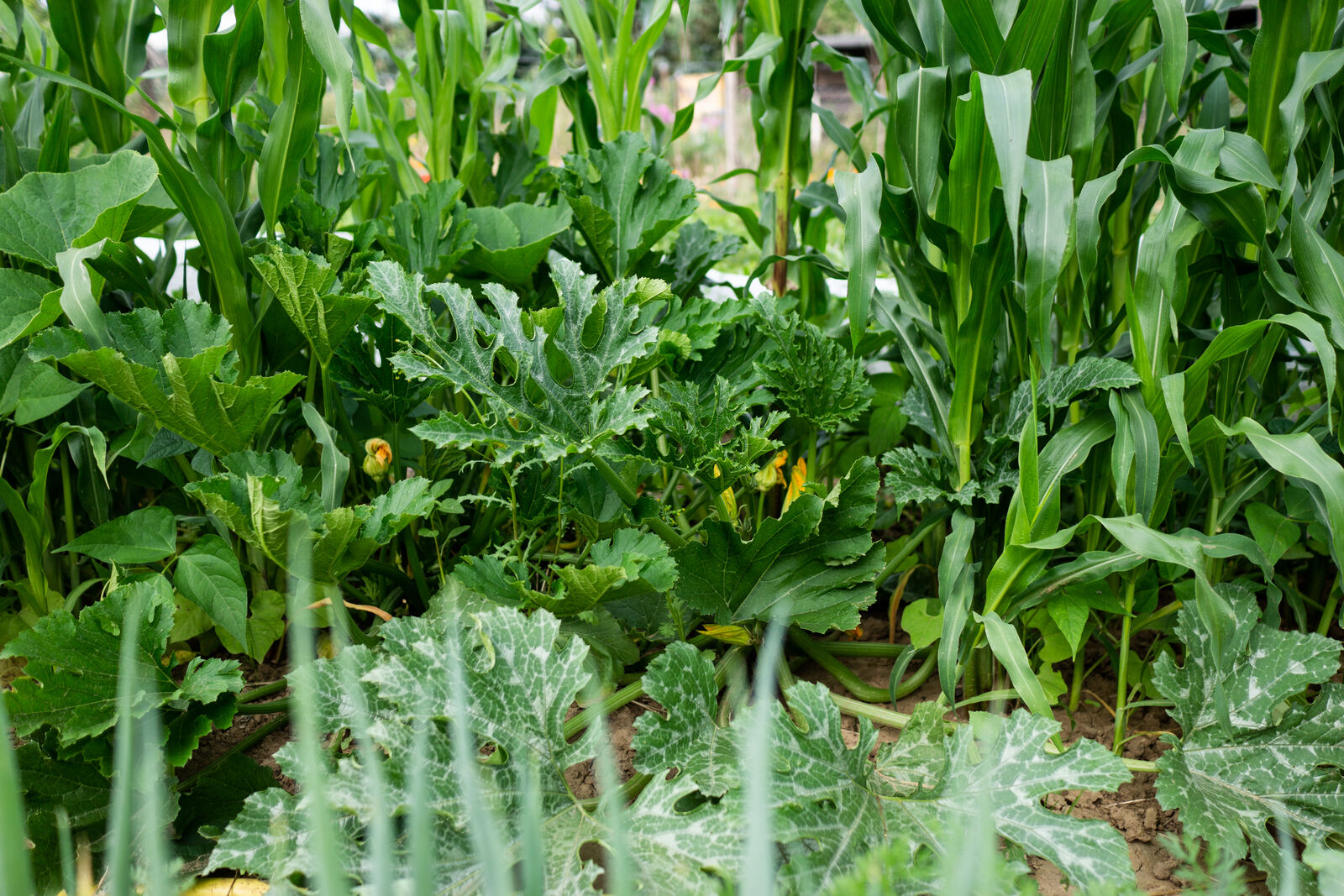 Courgettes in the milpa together with maize and beans