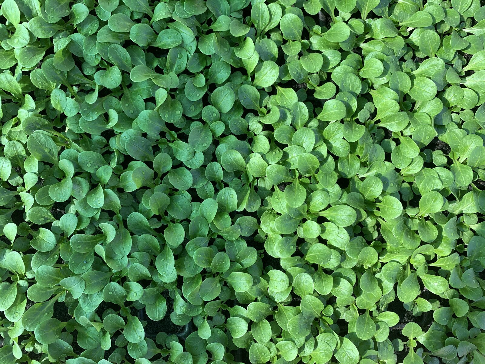 Lamb's lettuce