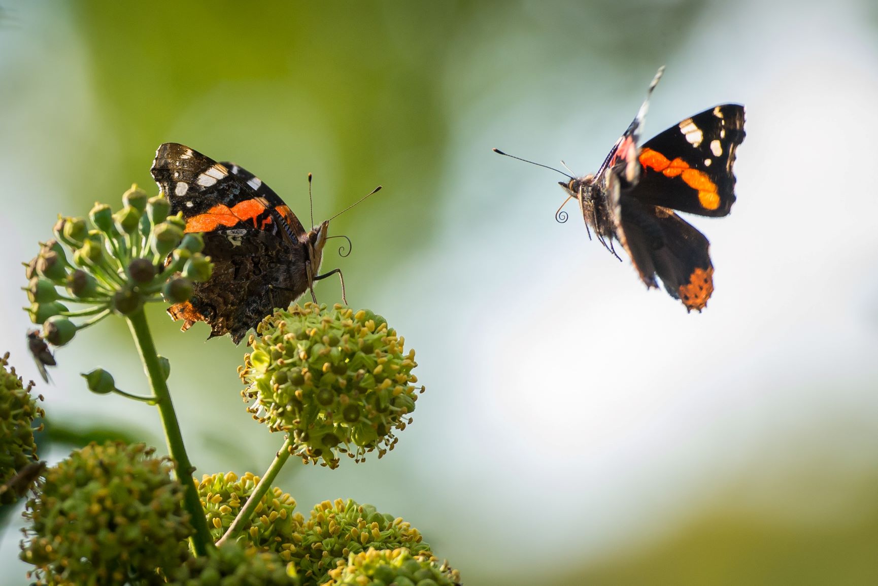 Schmetterling, Diversität