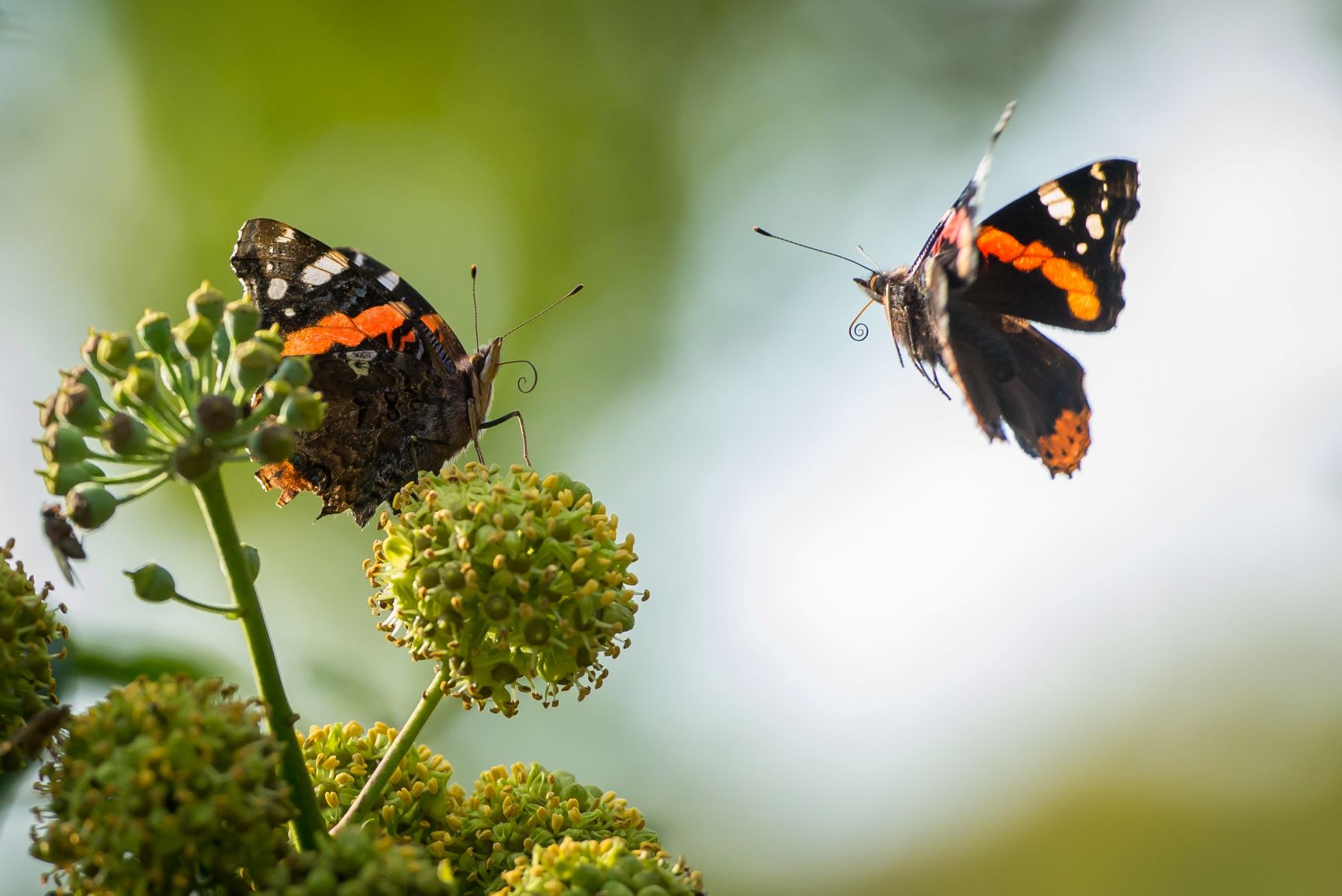 Butterfly, Diversity