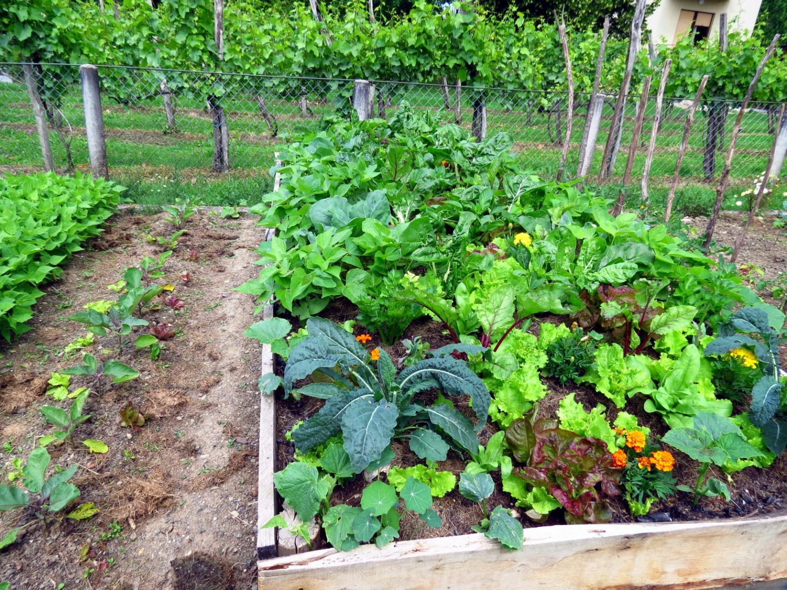 Companion Planting: Mixed Cultivation in the Vegetable Patch