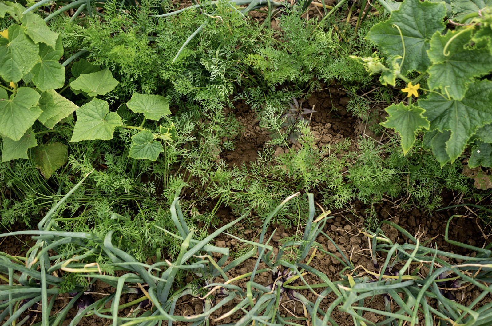 Mixed cultivation with onions, carrots