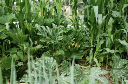 Companion Planting: What Vegetables Go Best Together? (With PDF)