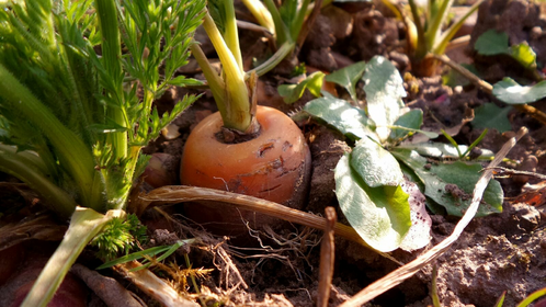 Sowing carrots: it's that simple