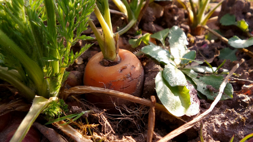 Sowing Carrots: Tips for Sowing Carrots