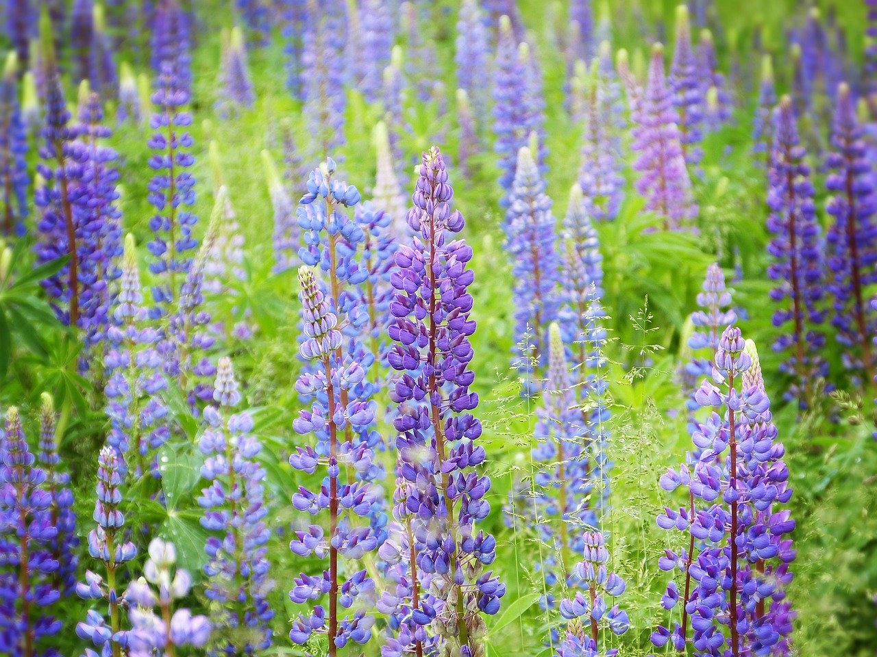 Lupines 