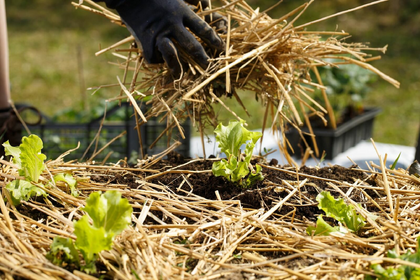 Garden Mulch: Types of Organic Mulch
