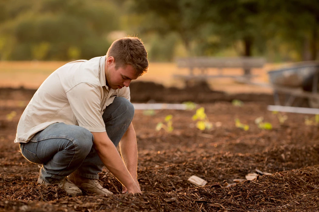 Person prepares seed groove.