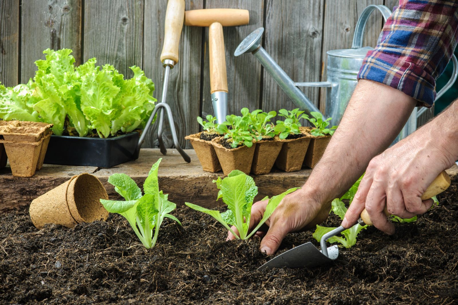 Lettuce seedlings are planted in the ground. 