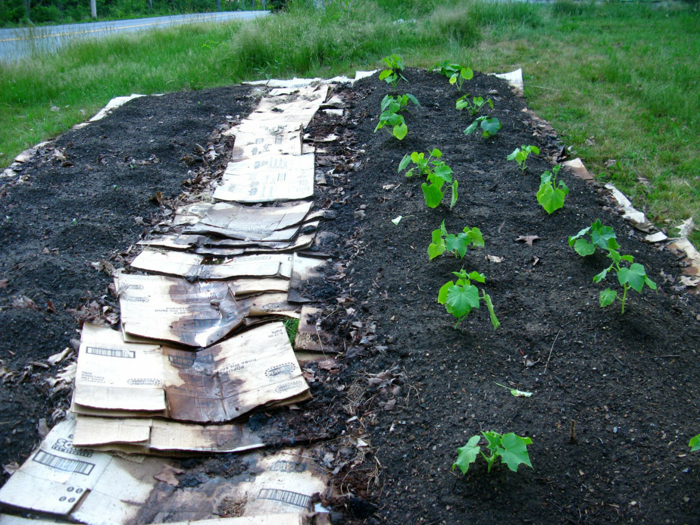 No Dig Gardening: Preparing the Soil Without Digging Up