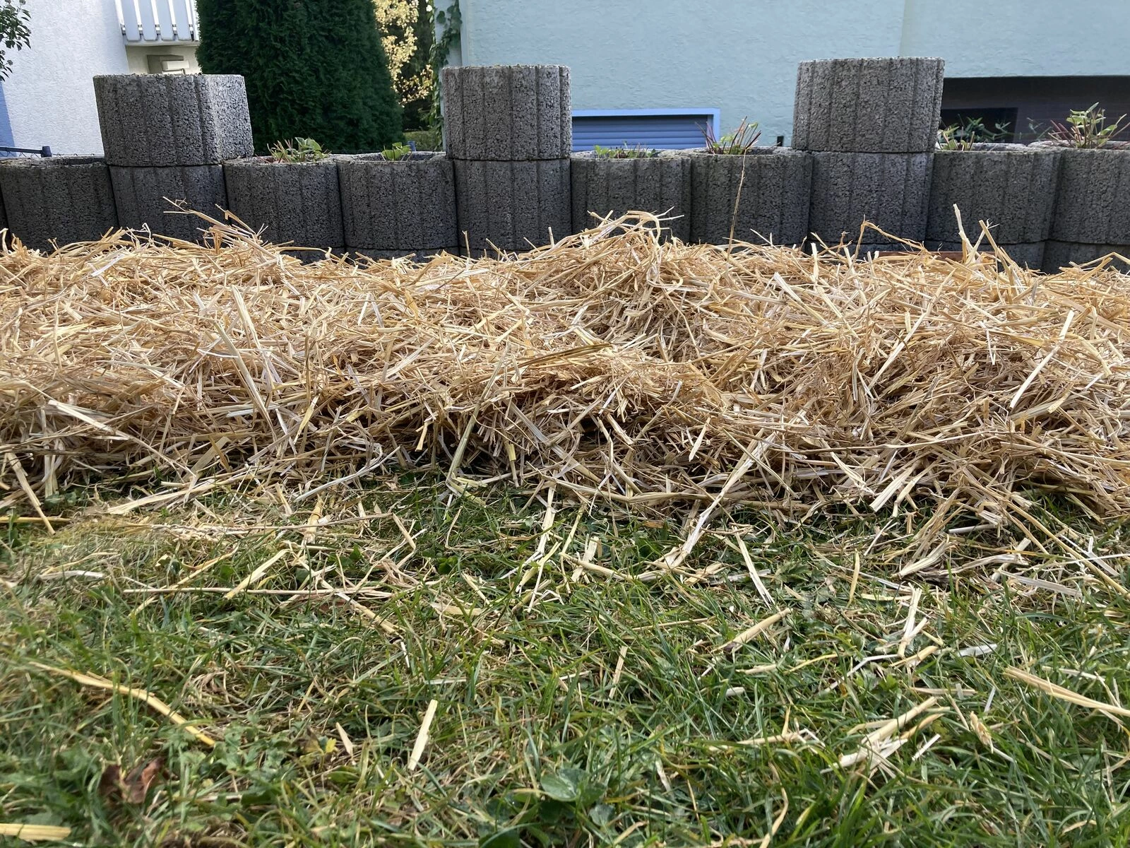 Straw as the first layer on your lasagne bed