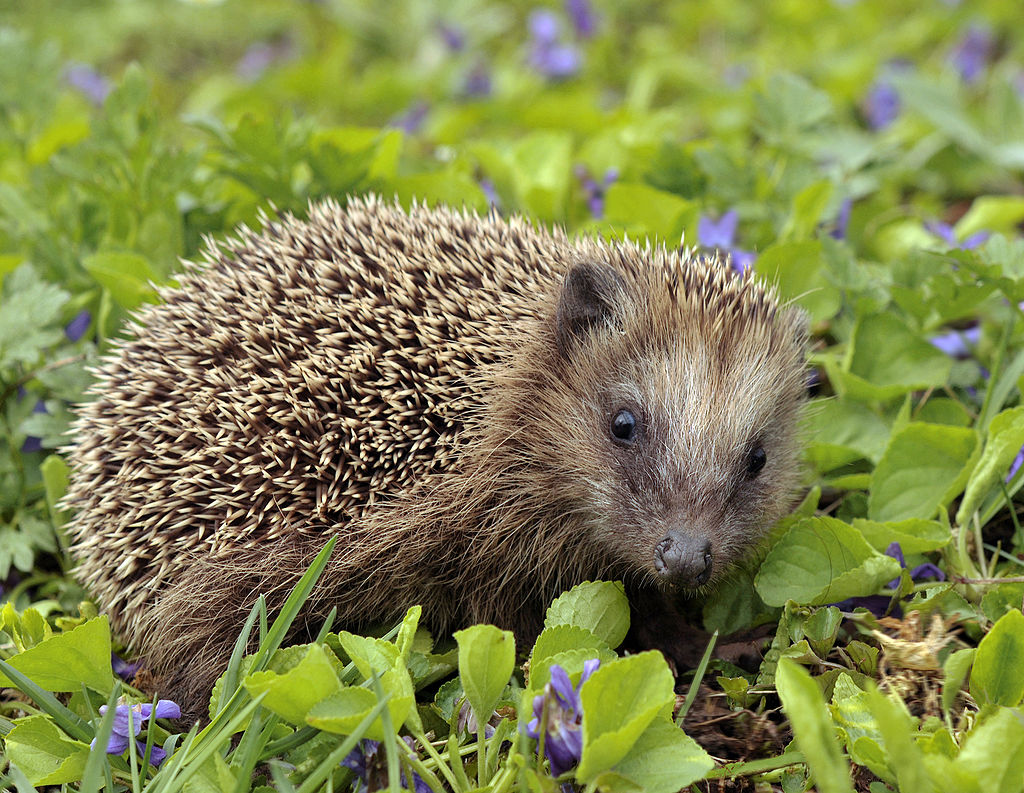 Hedgehogs in the garden