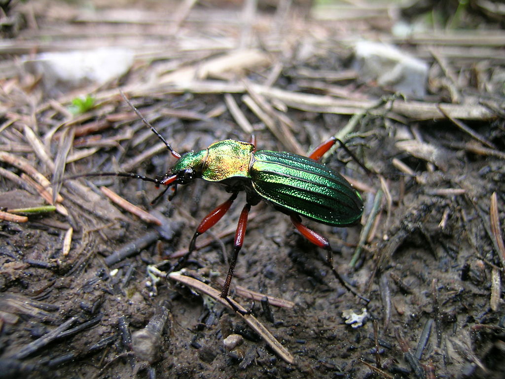 Ground beetles in the garden