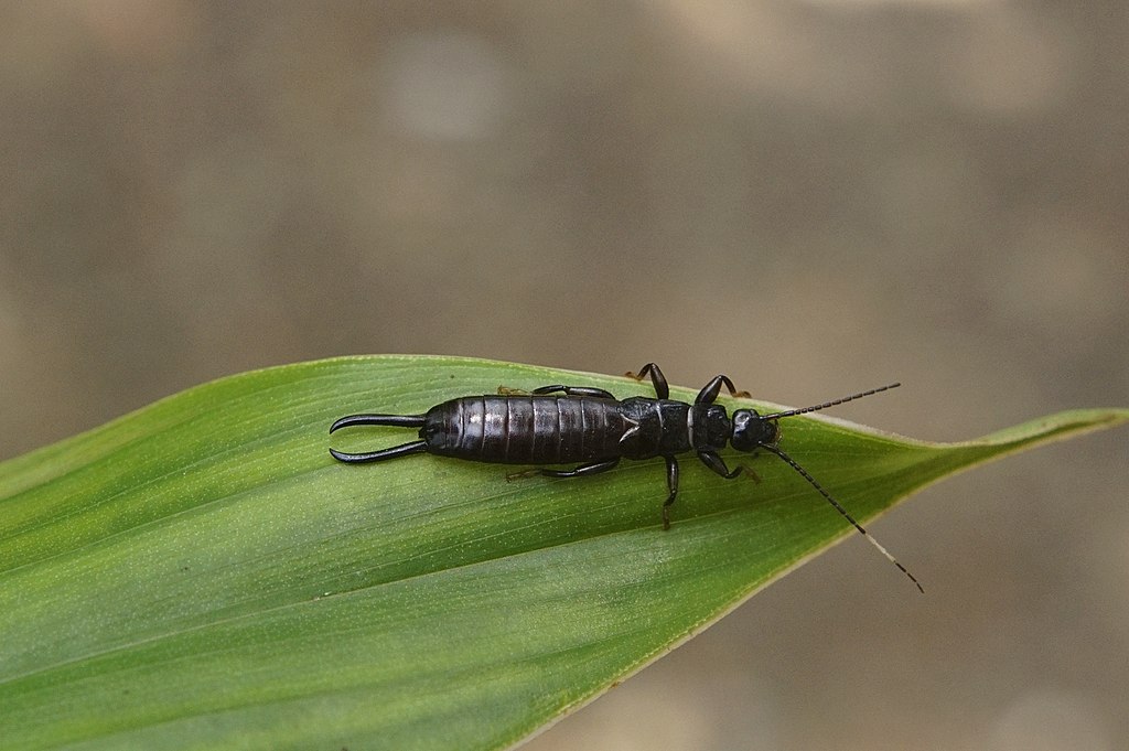 Earwigs in the garden