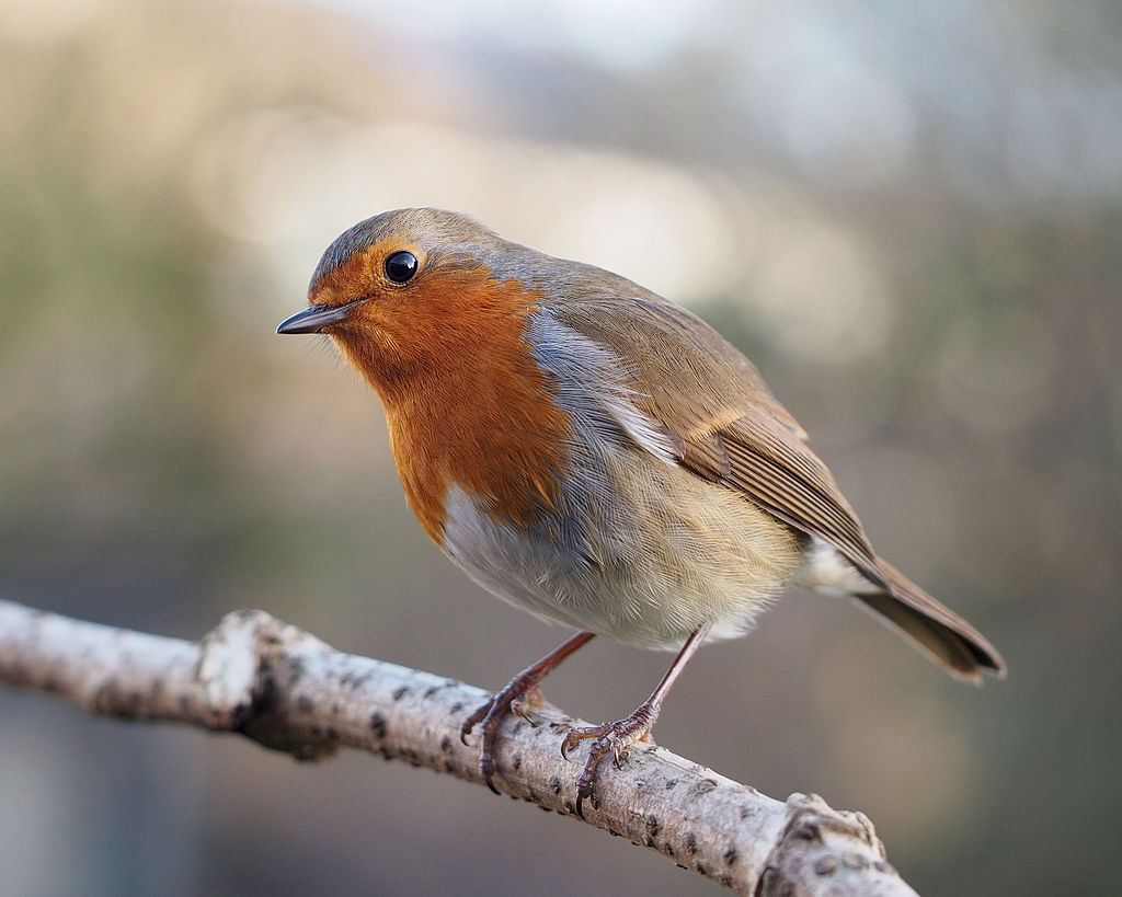 Birds in the garden