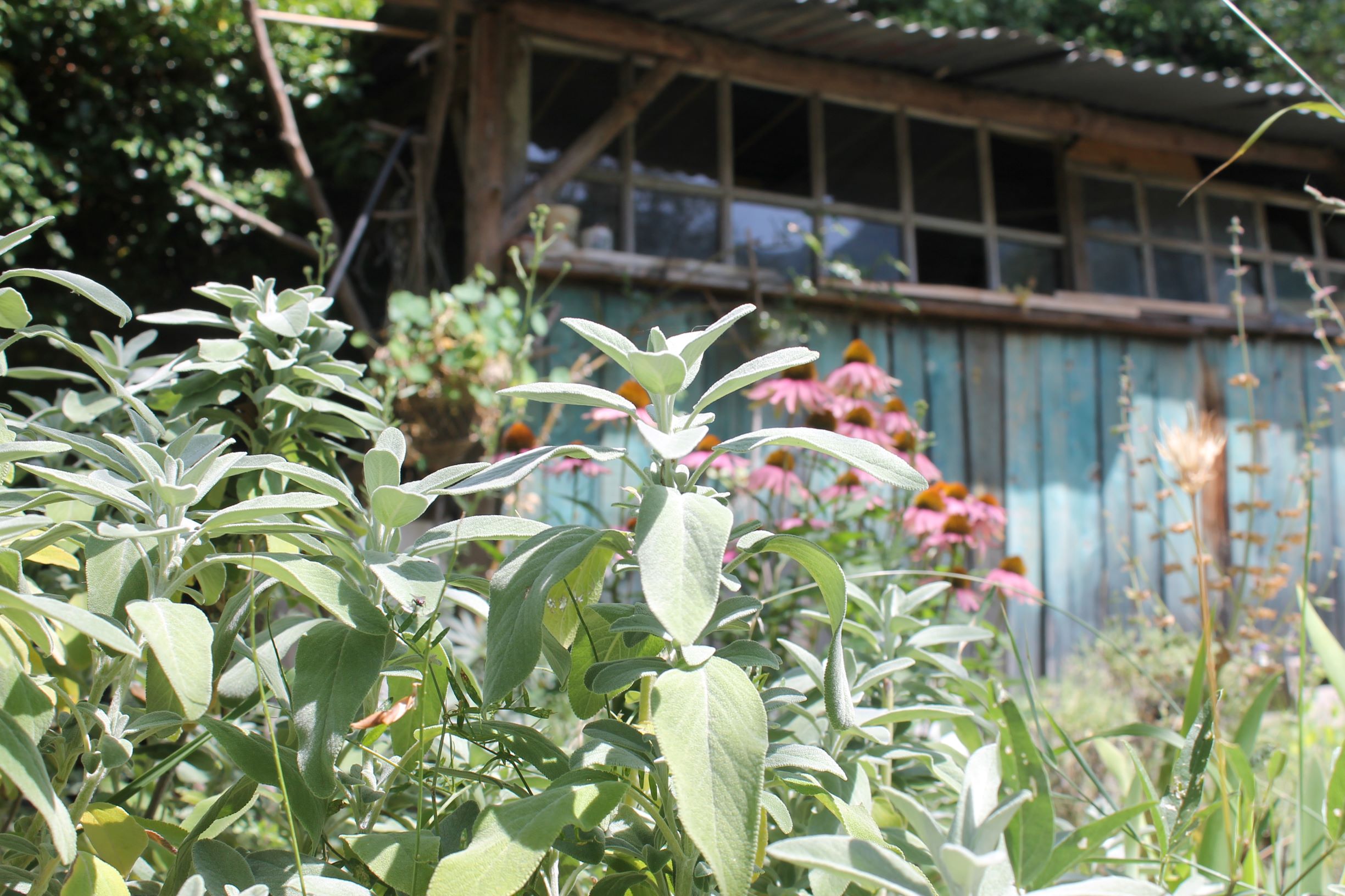 Herbs in the garden for beneficial insects