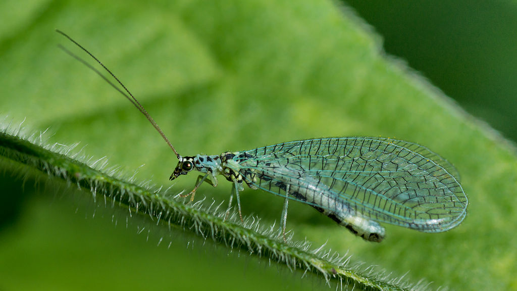 Common lacewing in the garden