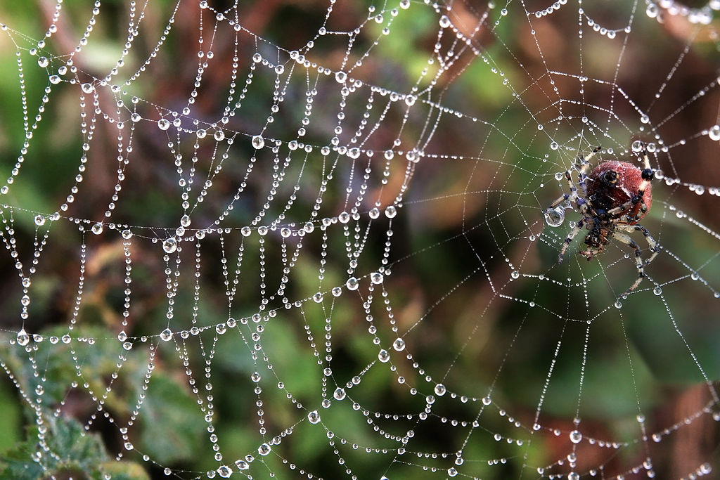 Spinnen als Nützlinge 