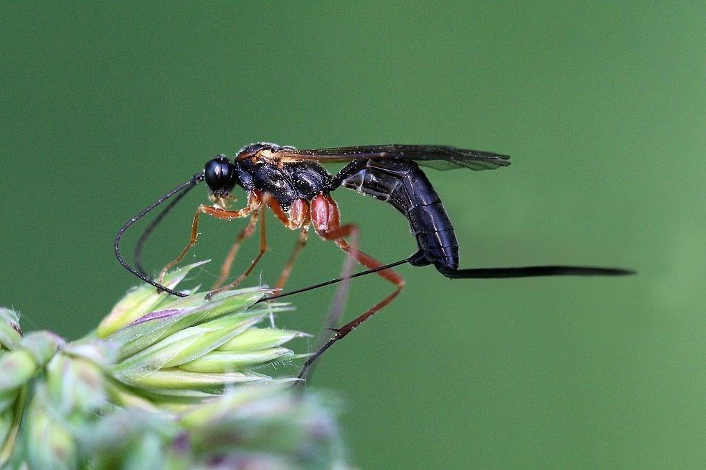 Ichneumon wasp as a beneficial insect in the garden