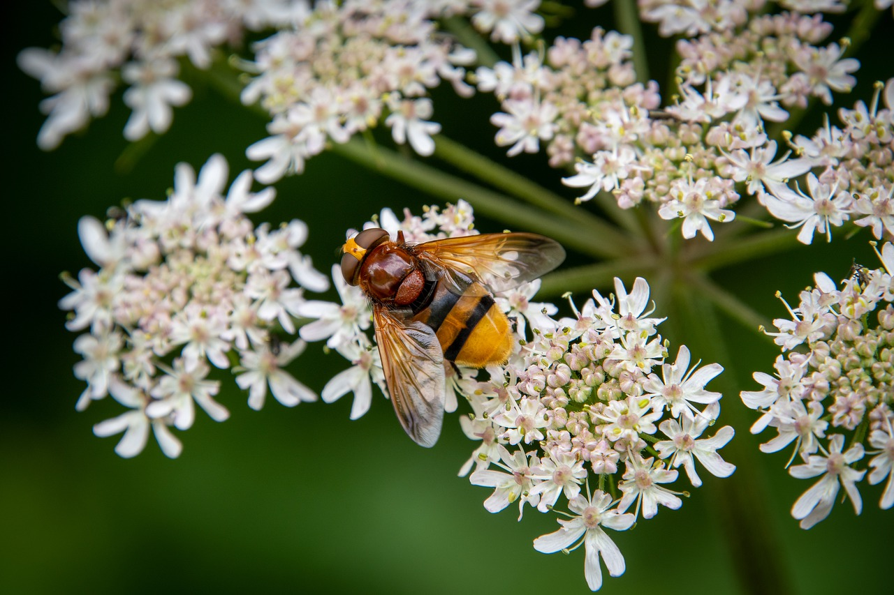 Beneficial insects: Insects & other animals in the garden