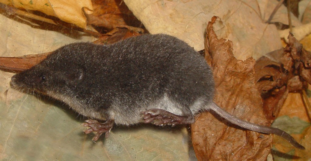 Shrews in the garden
