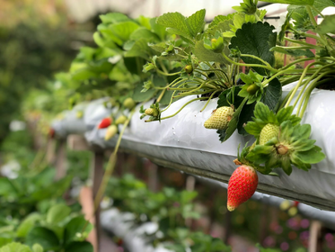 What Is the Difference Between Fruit and Vegetables?