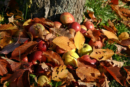 Planting fruit trees: From apples, pears & plums