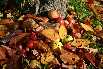 Planting Fruit Trees: About Apples, Pears & Plums