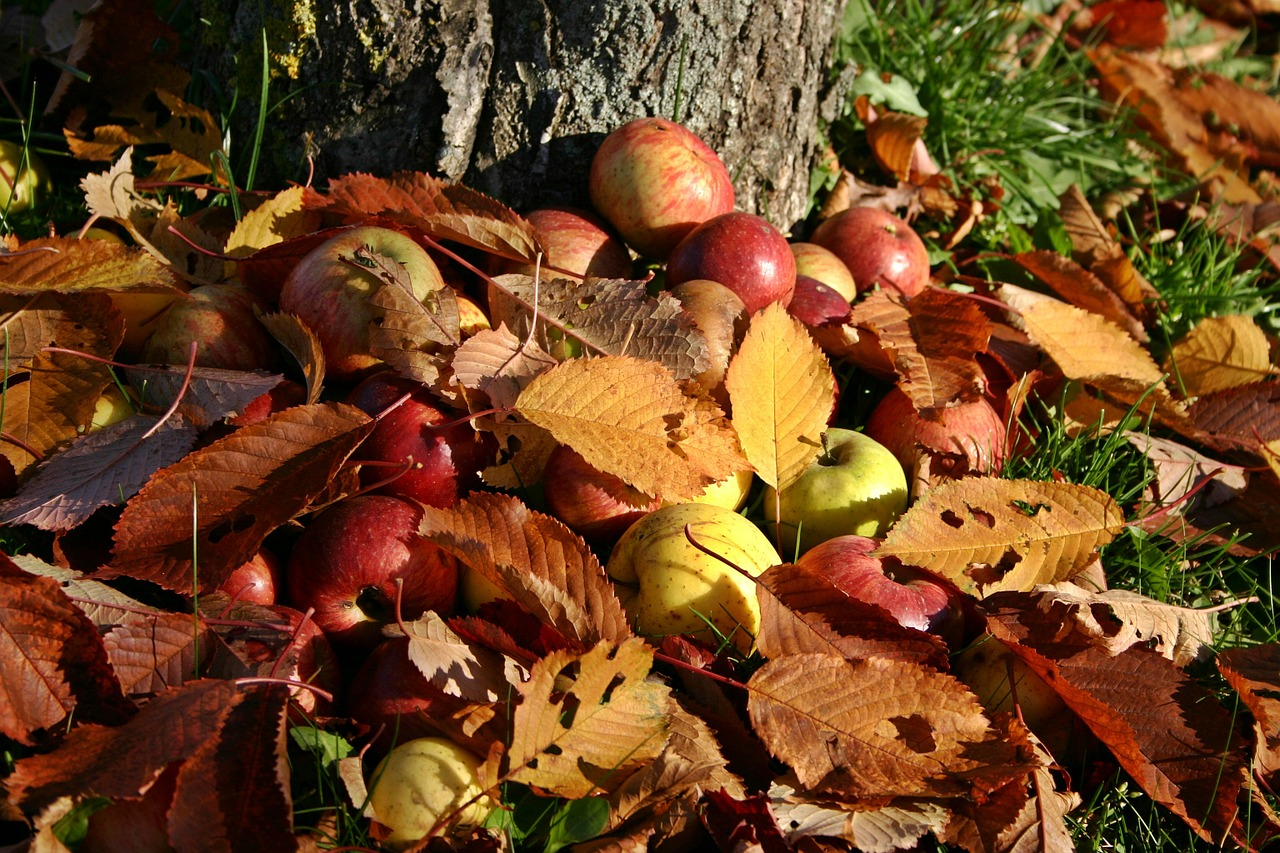 Planting Fruit Trees: About Apples, Pears & Plums
