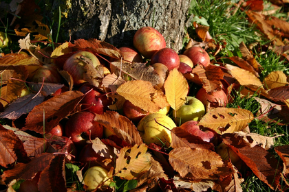 Planting Fruit Trees: About Apples, Pears & Plums