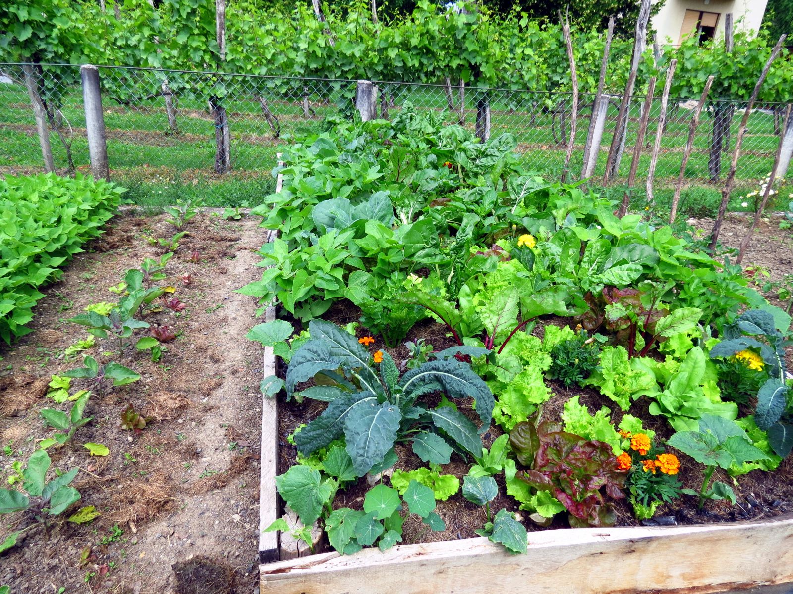 mixed culture in raised beds